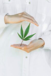 Read more about the article A Potential Cannabis Alternative in Kentucky